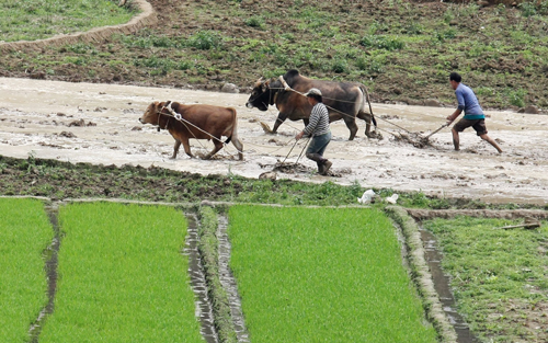 旱區處處忙春耕