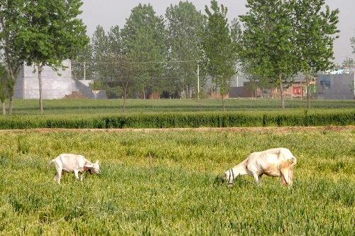 河南南陽(yáng)發(fā)生“毀麥種樹(shù)”事件 上百畝小麥被鏟