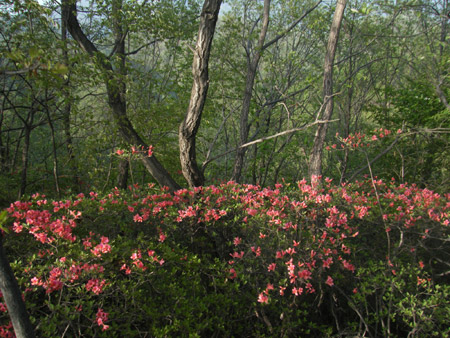 龍隱景區(qū)，杜鵑觀賞最佳地