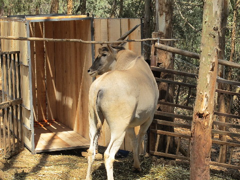 深圳2頭大齡羚羊成老大難 云南1頭大羚羊今赴深圳當“上門女婿”