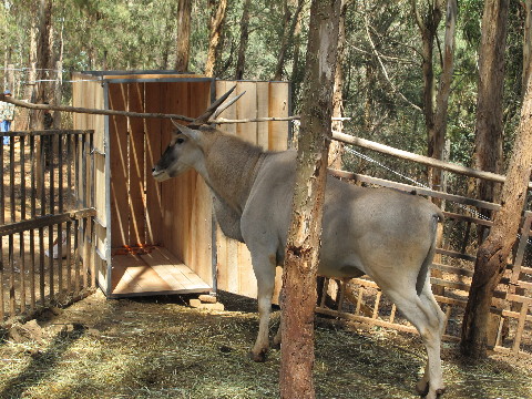 深圳2頭大齡羚羊成老大難 云南1頭大羚羊今赴深圳當“上門女婿”