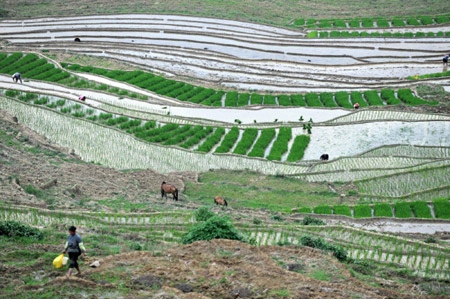 旱情過后搶種忙