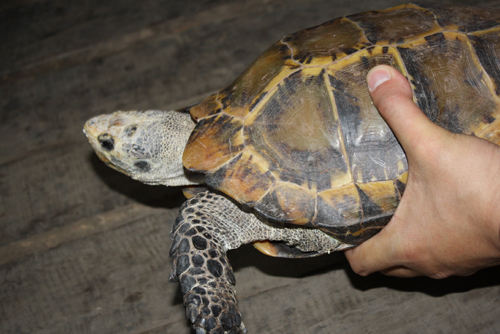 昔日寵物今成負擔 凹甲陸龜遷居云南野生動物園