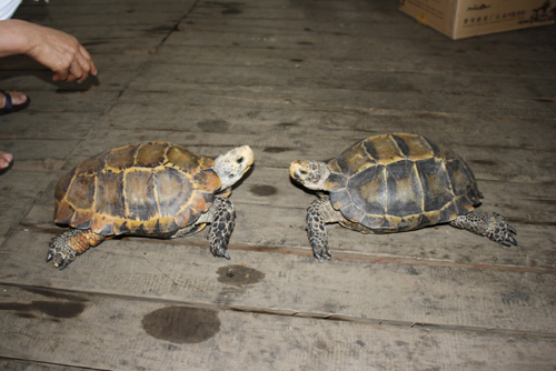 昔日寵物今成負(fù)擔(dān) 凹甲陸龜遷居云南野生動物園