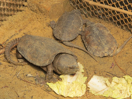 “工藝品”是幌子 民警查獲國家二級保護動物平胸龜