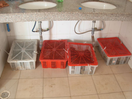 “工藝品”是幌子 民警查獲國家二級保護動物平胸龜