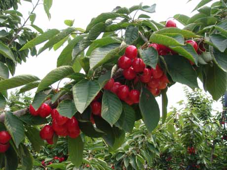 “旅順大櫻桃”獲得國家農產品地理標志認證