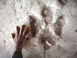綦江發(fā)現(xiàn)立體恐龍足跡 專家：可看到腳趾瞬間變化