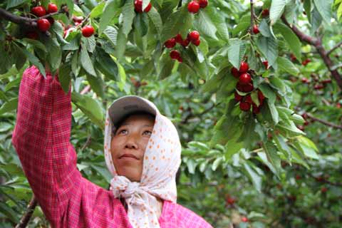 櫻桃節(jié)搭臺 旅順果農增收有保證