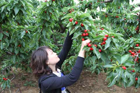 櫻桃節(jié)搭臺 旅順果農增收有保證