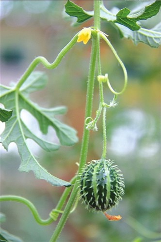 北京采摘季 鮮果正當時(組圖)