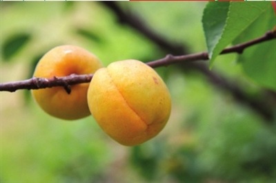 北京采摘季 鮮果正當時(組圖)