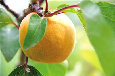 北京采摘季 鮮果正當時(組圖)