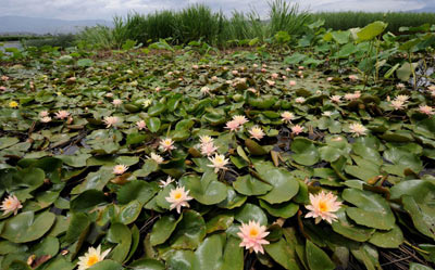 大理建設萬畝生態濕地保護洱海水質