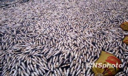 紫金礦業副總裁涉環境污染事故罪被刑拘