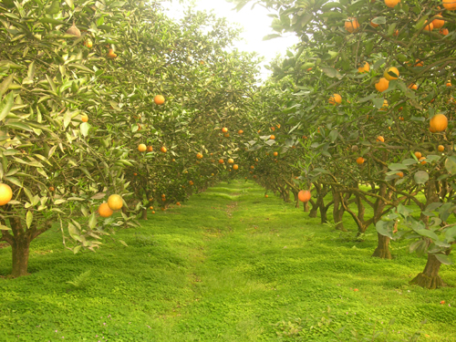 吸金4.42億元 江安縣旅游持續發展