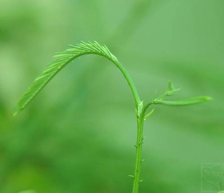 云南西雙版納不臭的臭菜