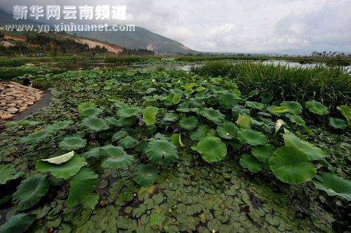 大理濕地保護見成效