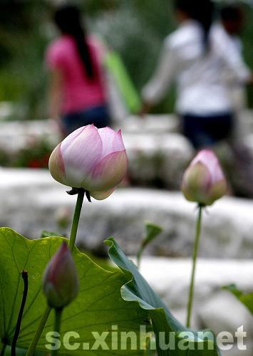 世博會成都案例館：神奇公園每日凈化15噸污水