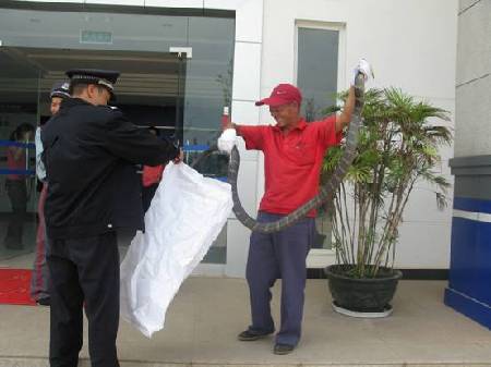 云南安寧一居民家中發現眼鏡王蛇