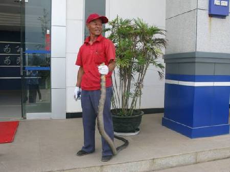 云南安寧一居民家中發現眼鏡王蛇