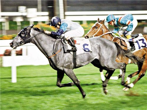 首屆中國金馬馬術文化旅游節(jié)揭開帷幕