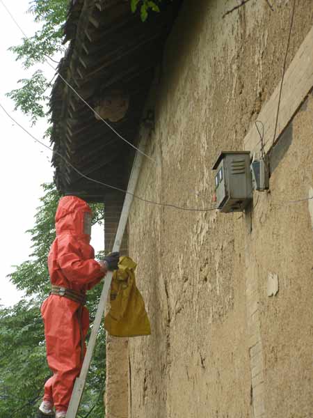 巨型蜂巢毒蜂頻繁出沒 一天蟄傷五名村民
