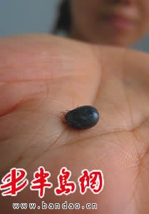 衛(wèi)生部發(fā)布“蜱的特點及預(yù)防控制知識”