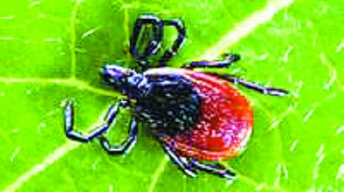 衛生部發布“蜱的特點及預防控制知識”