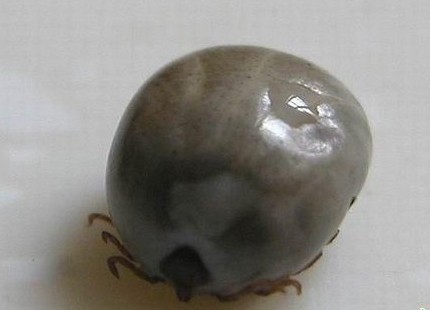 衛(wèi)生部發(fā)布“蜱的特點及預(yù)防控制知識”