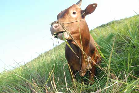 新晃黃牛肉獲得國家地理標(biāo)志產(chǎn)品保護(hù)