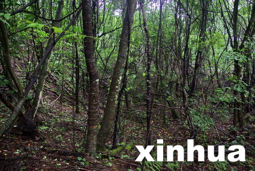 中國專家擬重新啟動(dòng)神農(nóng)架“野人”科學(xué)考察