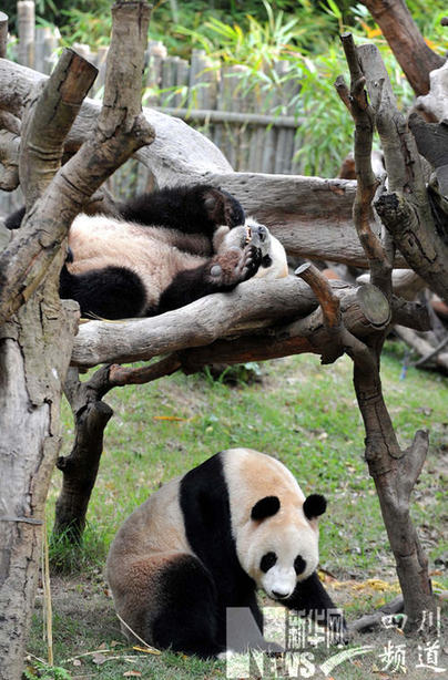 臥龍6只大熊貓月底赴廣州助威亞運(yùn)