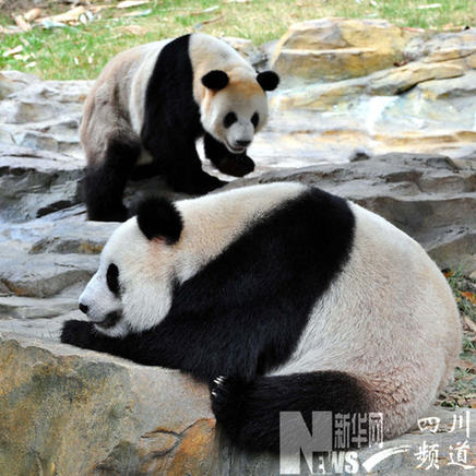 臥龍6只大熊貓月底赴廣州助威亞運(yùn)