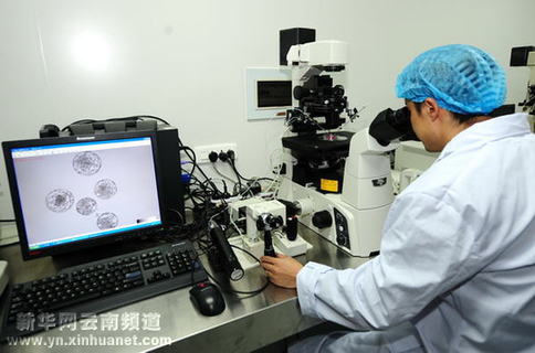 中國科學家在昆明成功培育出國內首例轉基因獼猴