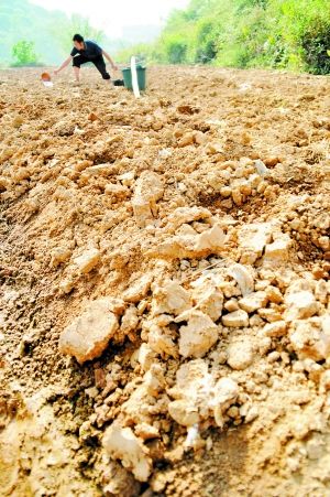 廣西近百縣市區發生秋旱(組圖)