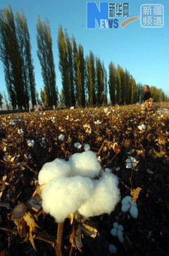 從“蒜你狠”到“蘋什么” 網絡熱詞“看漲”