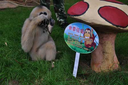 云南野生動物園的光棍動物全球征婚