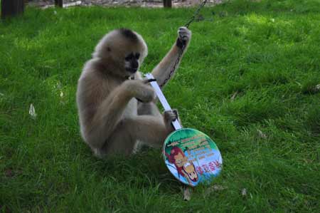 云南野生動物園的光棍動物全球征婚