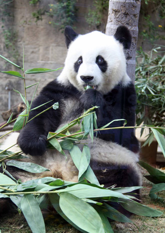 亞運(yùn)會(huì)吉祥物“盼盼”原型巴斯福州過(guò)“百歲”生日