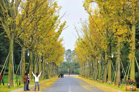 成都銀杏落葉只揀不掃　美景可欣賞至下月初