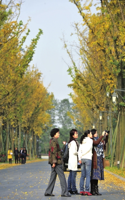 成都銀杏落葉只揀不掃　美景可欣賞至下月初