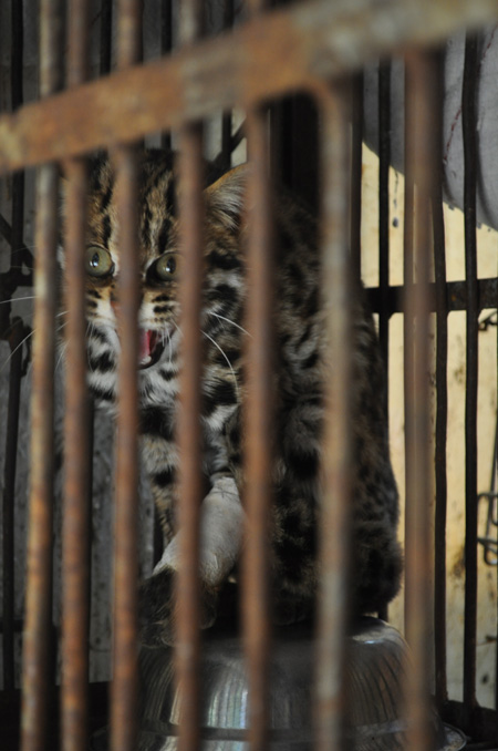 野生動物園1周收容3骨折動物