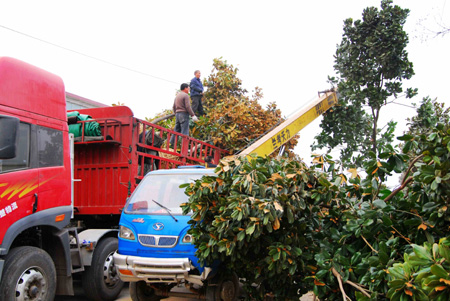 河南潢川：花木之鄉外運忙