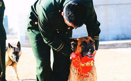 再見了，親愛的“戰友”丫娜