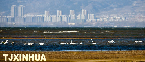 天鵝南遷蒞津門(mén)