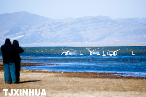 天鵝南遷蒞津門