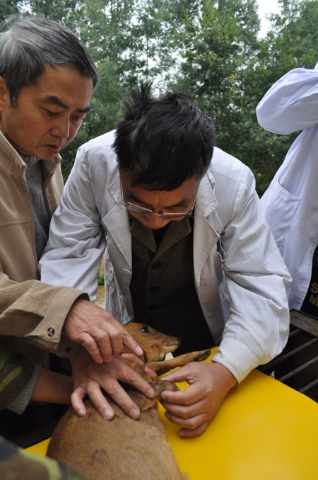 截肢小鹿有望“穿上”專業(yè)假肢