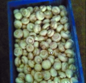 北京“漂白蘑菇”事件追蹤：小實驗為何引發大爭議