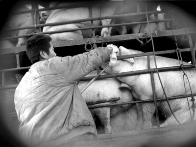 灌水只要兩分鐘 生豬注水何時休？